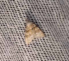 Nola bifascialis