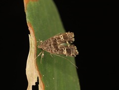 Nosphistica bisinuata