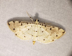 Pycnarmon cribrata