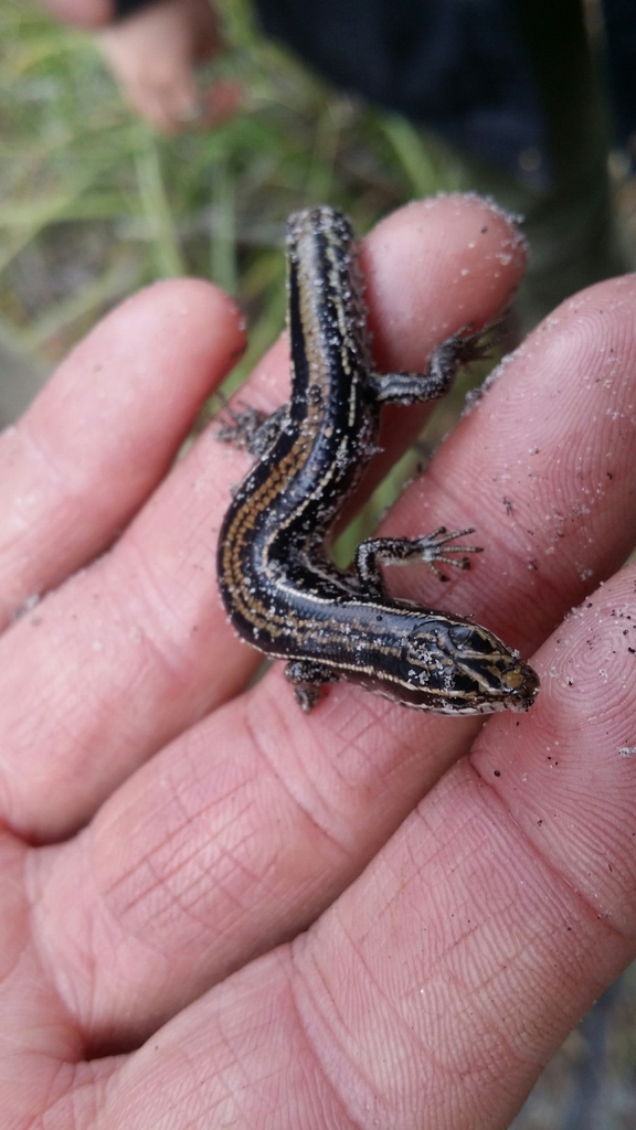Chain-striped South-west Ctenotus