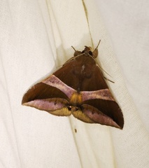Bastilla fulvotaenia
