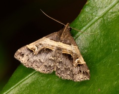 Bertula retracta