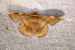 Fascellina chromataria