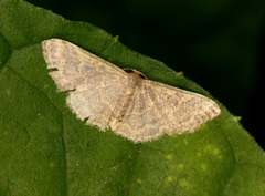 Idaea costiguttata