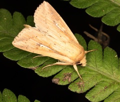 Mythimna decisissima