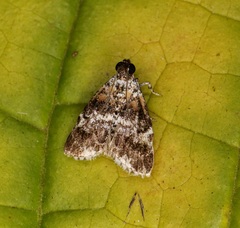 Salma ridiculalis
