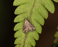 Schrankia bilineata
