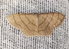 Scopula mecysma