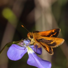 Taractrocera papyria agraulia