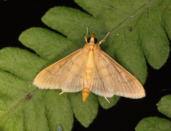 Thliptoceras formosanum