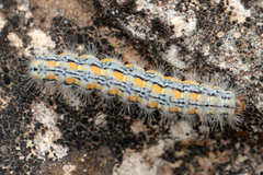Eilema palliatella