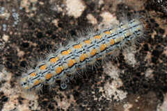 Eilema palliatella