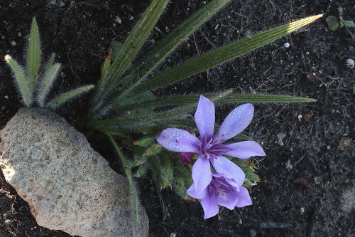 Agulhas Bobbejaantjie (Babiana montana)