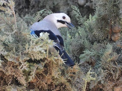 Garrulus glandarius atricapillus