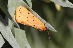 Setina pontica