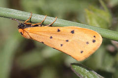 Setina pontica