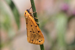 Setina pontica