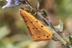 Setina pontica