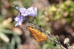 Setina pontica
