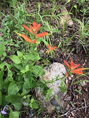 Castilleja patriotica