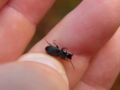 Pterostichus nigrita