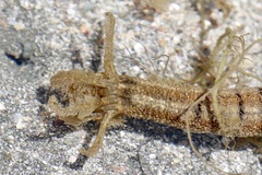 Synapta maculata