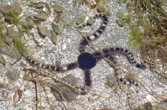 Ophiocoma scolopendrina