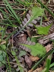 Leptinella squalida squalida