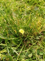 Leptinella squalida squalida
