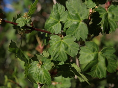 Acer glabrum diffusum