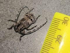 Mesosa curculionoides