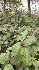 Rubus caesius