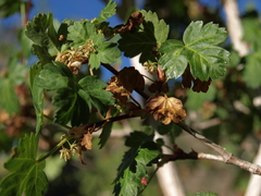 Acer glabrum diffusum
