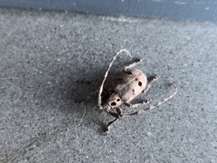 Mesosa curculionoides