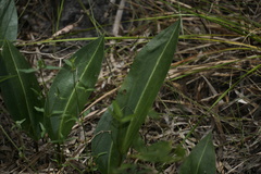 Cryptostylis ovata