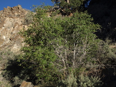 Acer glabrum diffusum
