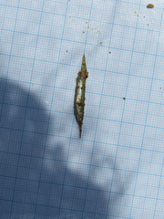 Dermogenys pusilla