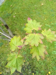 Acer japonicum