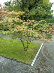 Acer japonicum