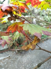 Acer japonicum