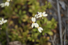 Stylidium spathulatum