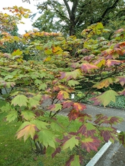 Acer japonicum