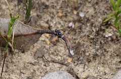 Maratus karrie