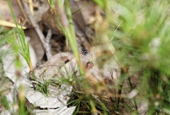 Maratus karrie