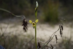 Diuris setacea