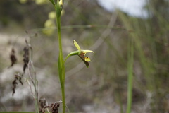 Diuris setacea