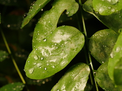 Erysiphe palczewskii