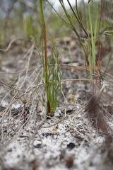 Diuris setacea