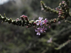 Junellia seriphioides