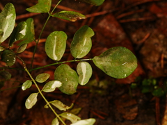 Erysiphe palczewskii